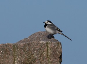 Vårfåglar på Ribban