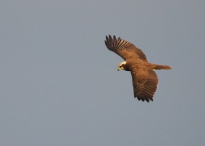 Flyttfåglar vid Husie mosse