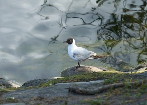 Flyttfåglar i Pildammsparken