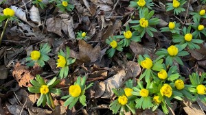 Tidiga vårblommor på Limhamns kyrkogård