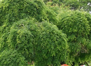 trdguidningicentralamalm