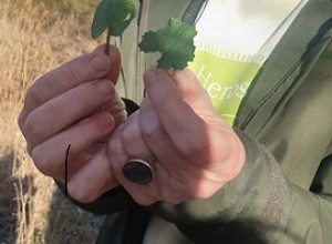 Vilda växter promenad