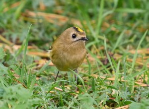hstfgelturislottsparken